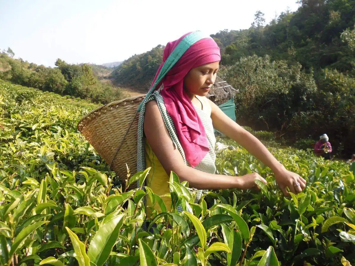 Serene Tea Escape